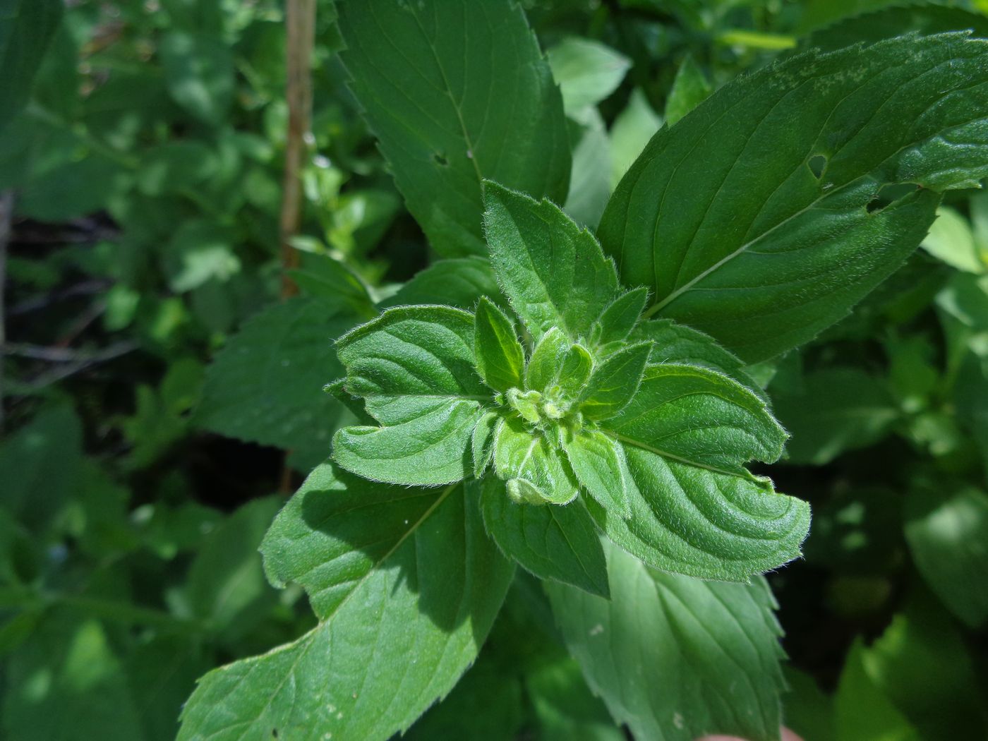 Image of Mentha × verticillata specimen.