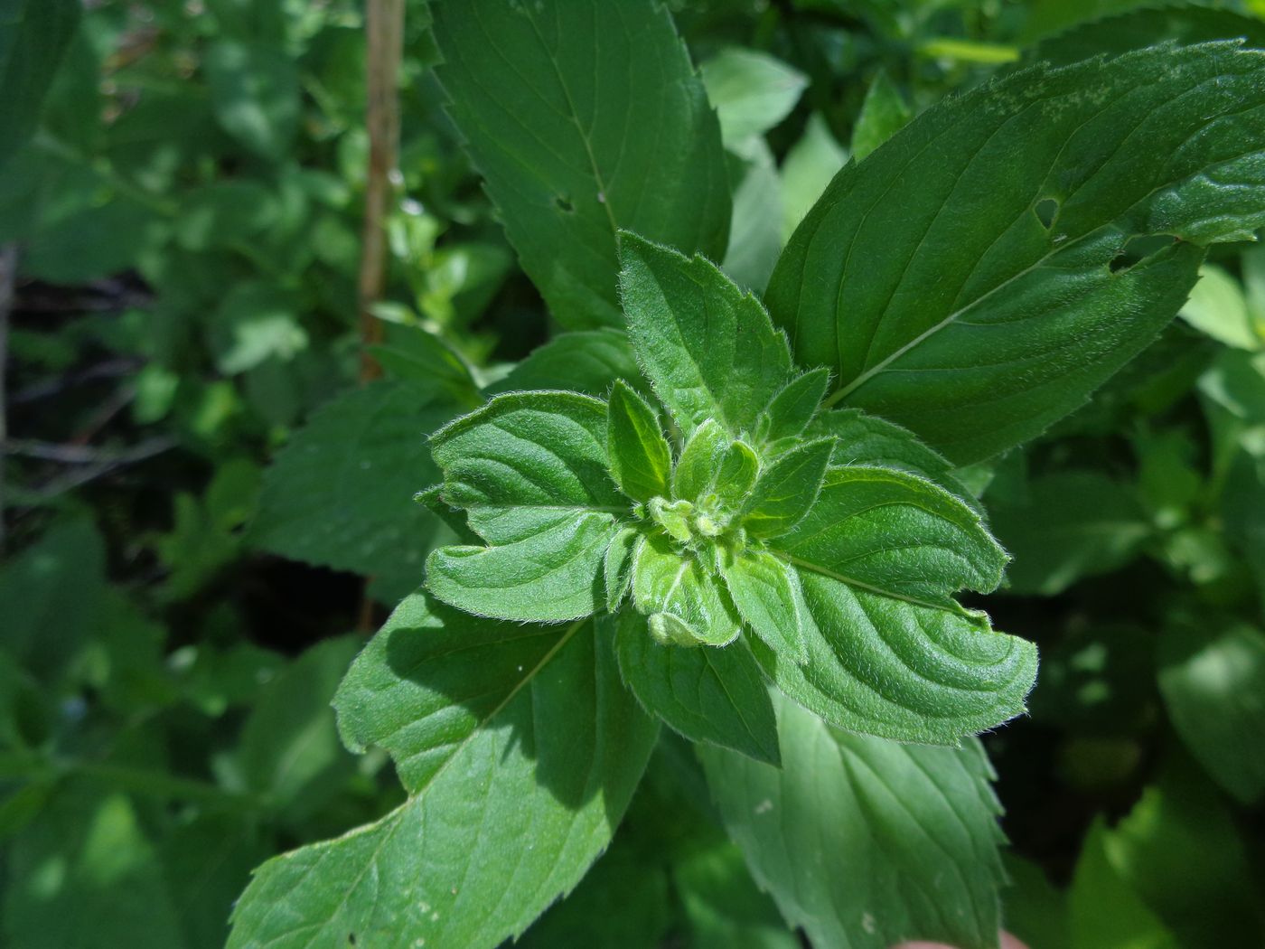 Image of Mentha &times; verticillata specimen.