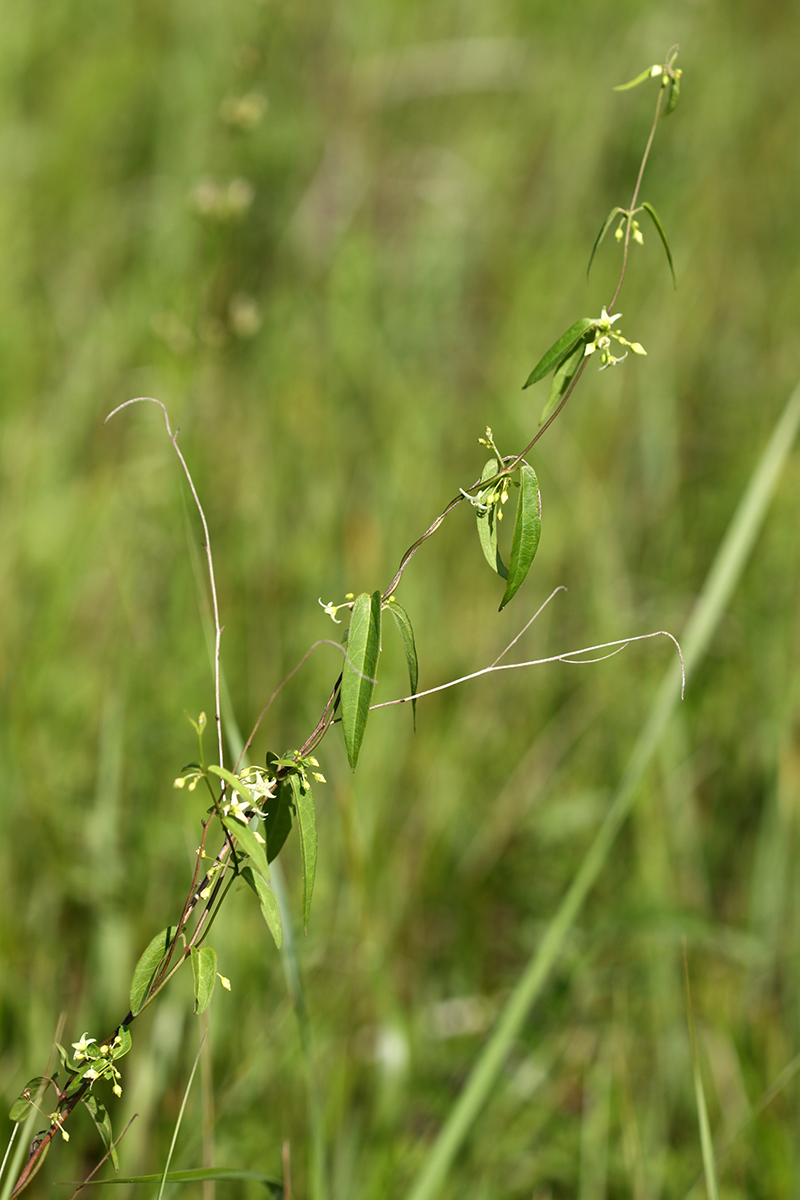 Image of Vincetoxicum volubile specimen.