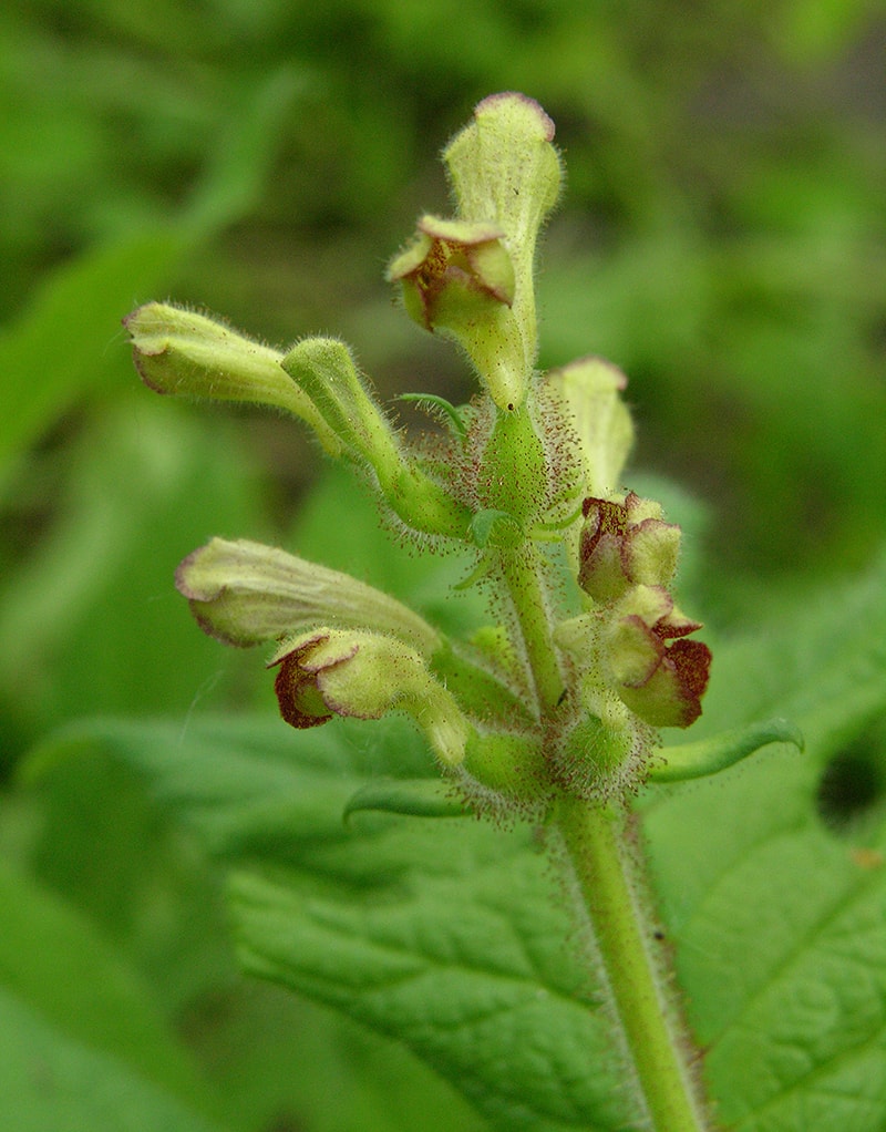 Изображение особи Triosteum pinnatifidum.