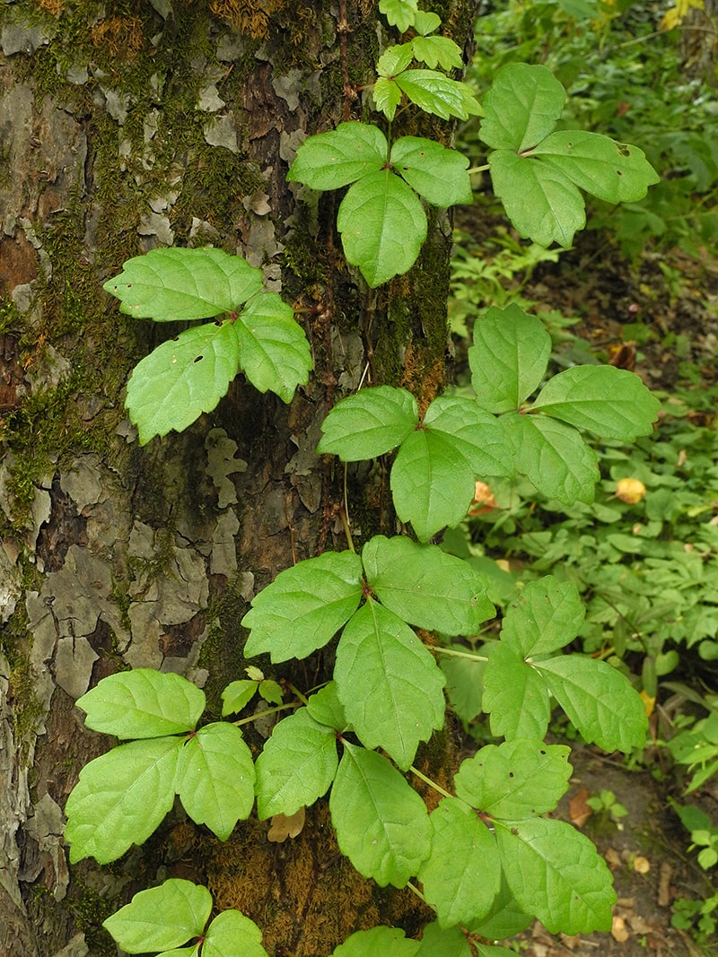 Image of Parthenocissus tricuspidata specimen.