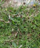 Plantago atrata