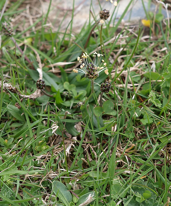 Image of Plantago atrata specimen.