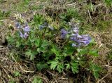 Corydalis begljanovae. Группа молодых цветущих растений с разной степенью изрезанности листовых пластинок. Красноярский край, Ермаковский р-н, пос. Танзыбей, в культуре (взято из окр. пос. Танзыбей, берег р. Танзыбей, черневой смешанный лес). 24.04.2015.