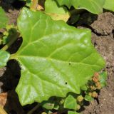 Oxybasis chenopodioides