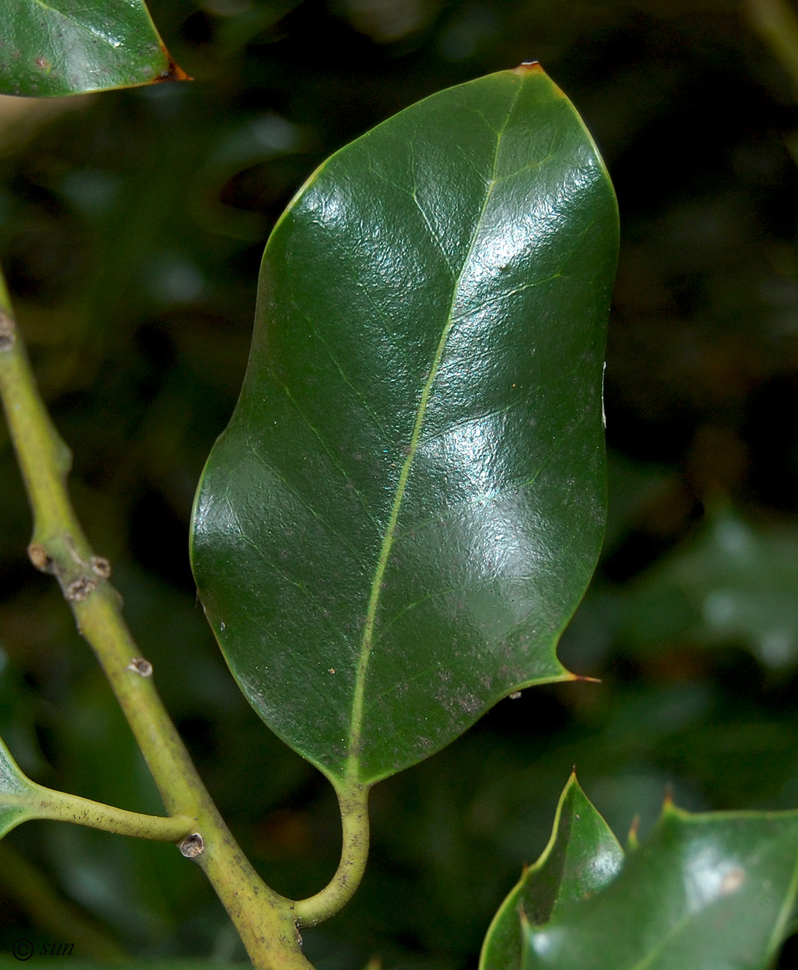 Image of Ilex aquifolium specimen.