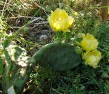 Opuntia humifusa