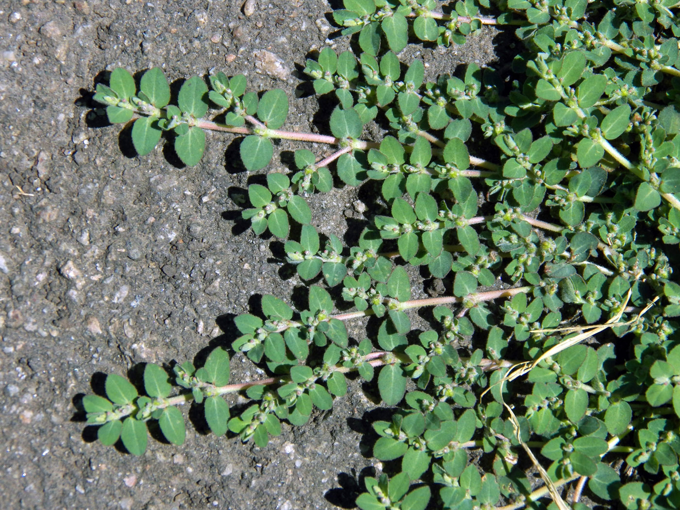 Изображение особи Euphorbia prostrata.