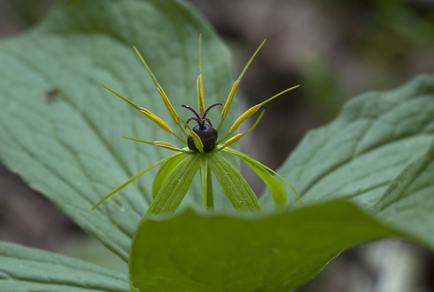 Image of Paris quadrifolia specimen.