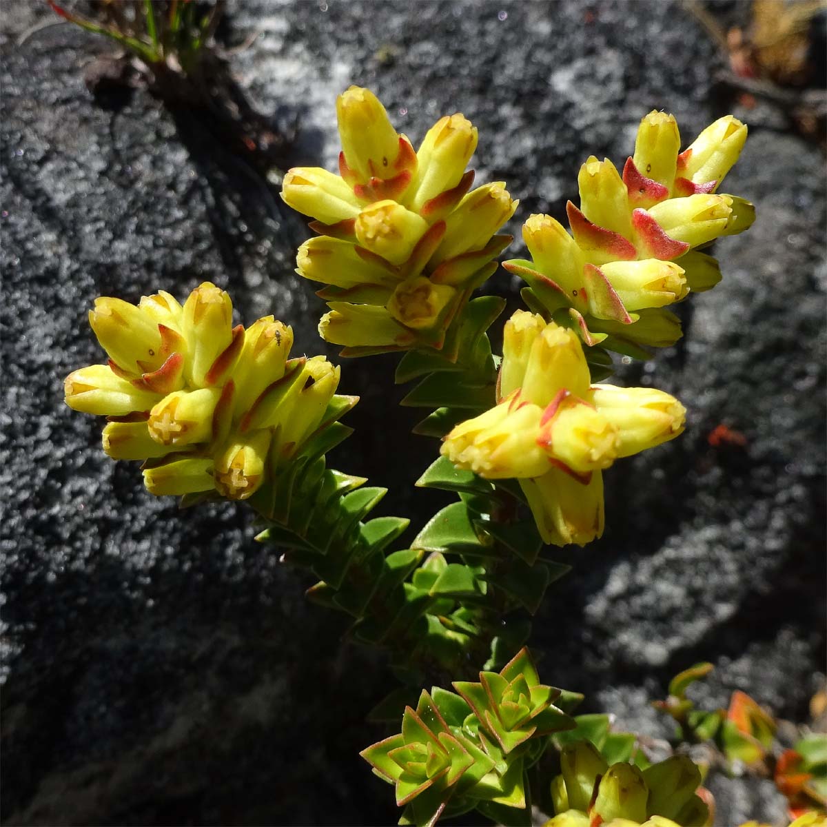 Image of Penaea mucronata specimen.