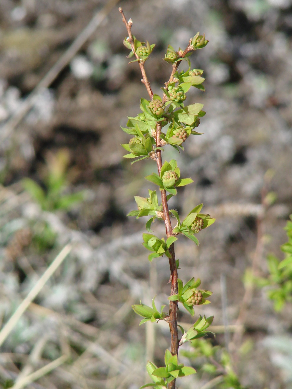 Image of Spiraea media specimen.