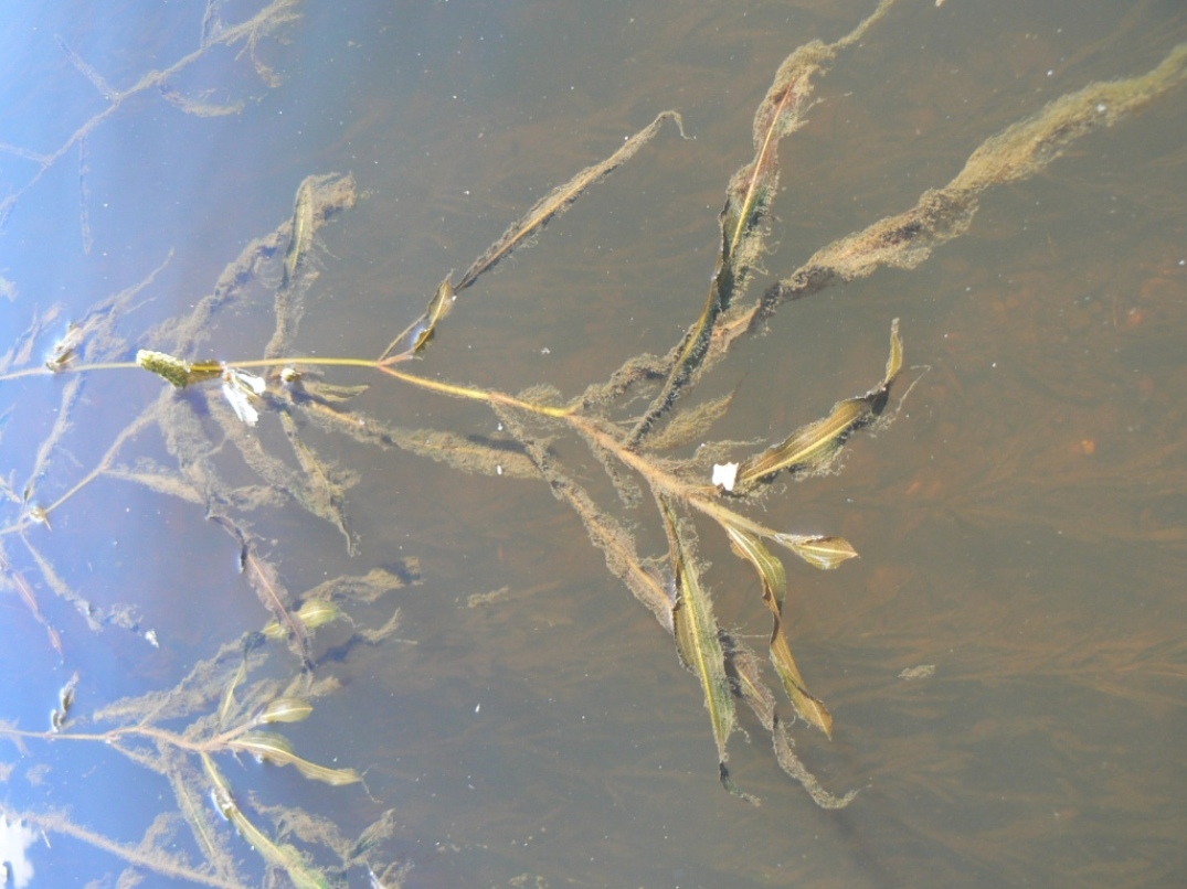 Image of Potamogeton malaianus specimen.