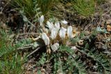 Astragalus testiculatus. Центральная часть цветущего растения. Казахстан, Восточно-Казахстанская обл., г. Усть-Каменогорск, восточные окр., Лесхоз, склон сопки вблизи оврага. 13.05.2018.