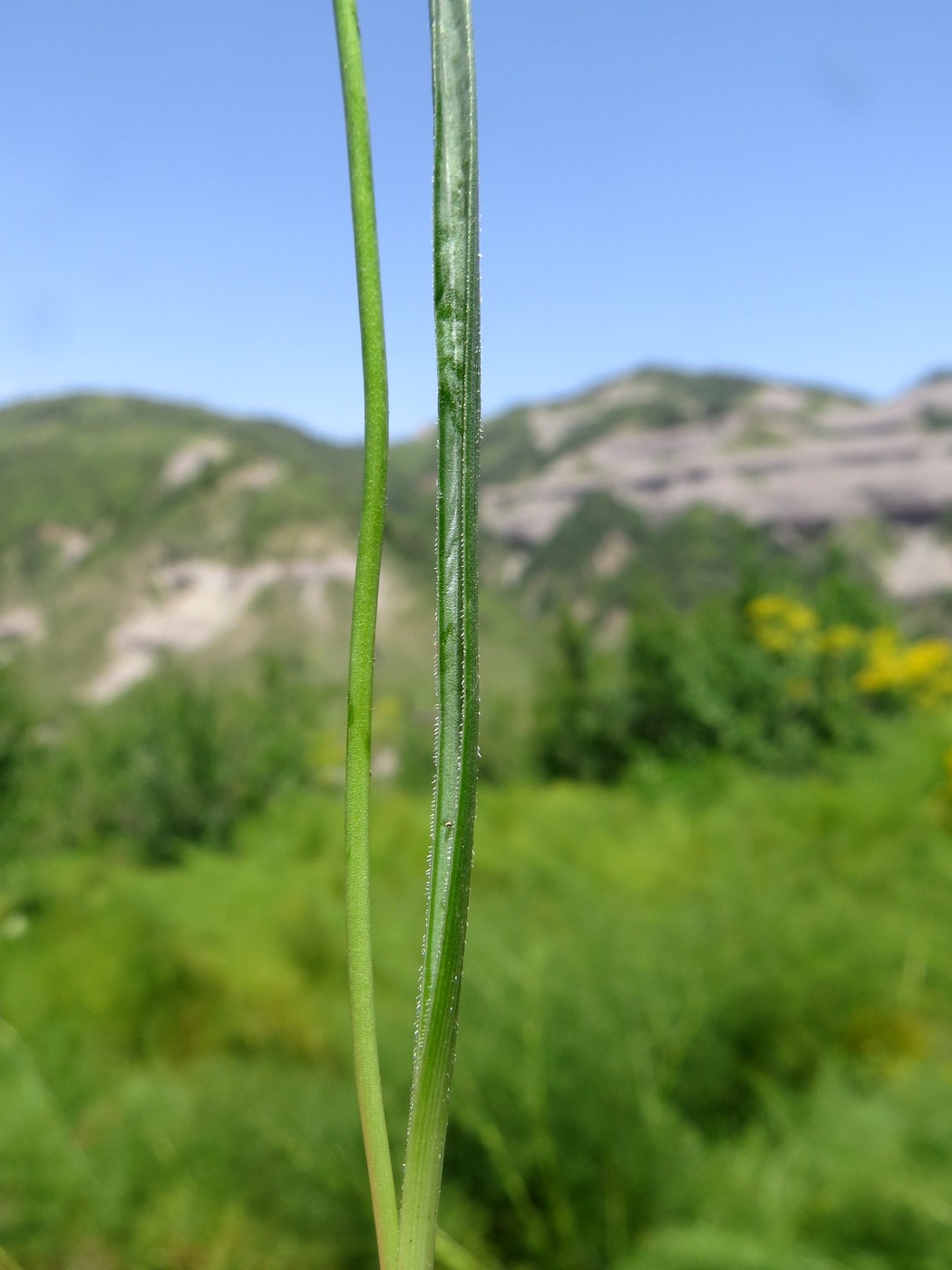 Image of Allium griffithianum specimen.