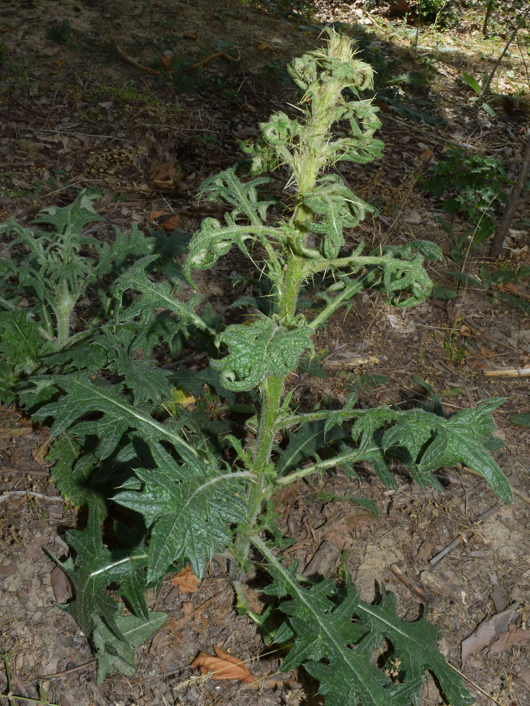 Изображение особи Cirsium vulgare.