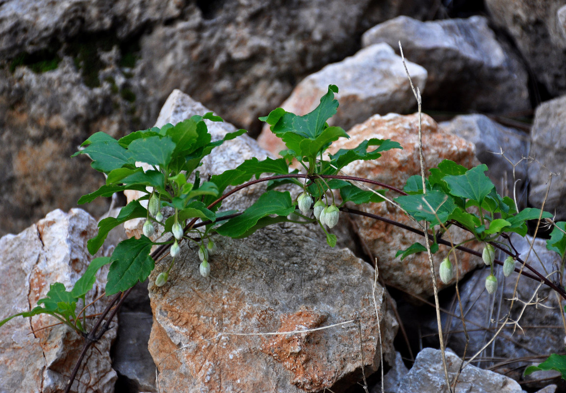 Image of Clematis cirrhosa specimen.