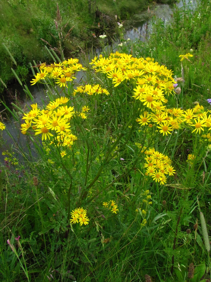 Изображение особи Senecio jacobaea.