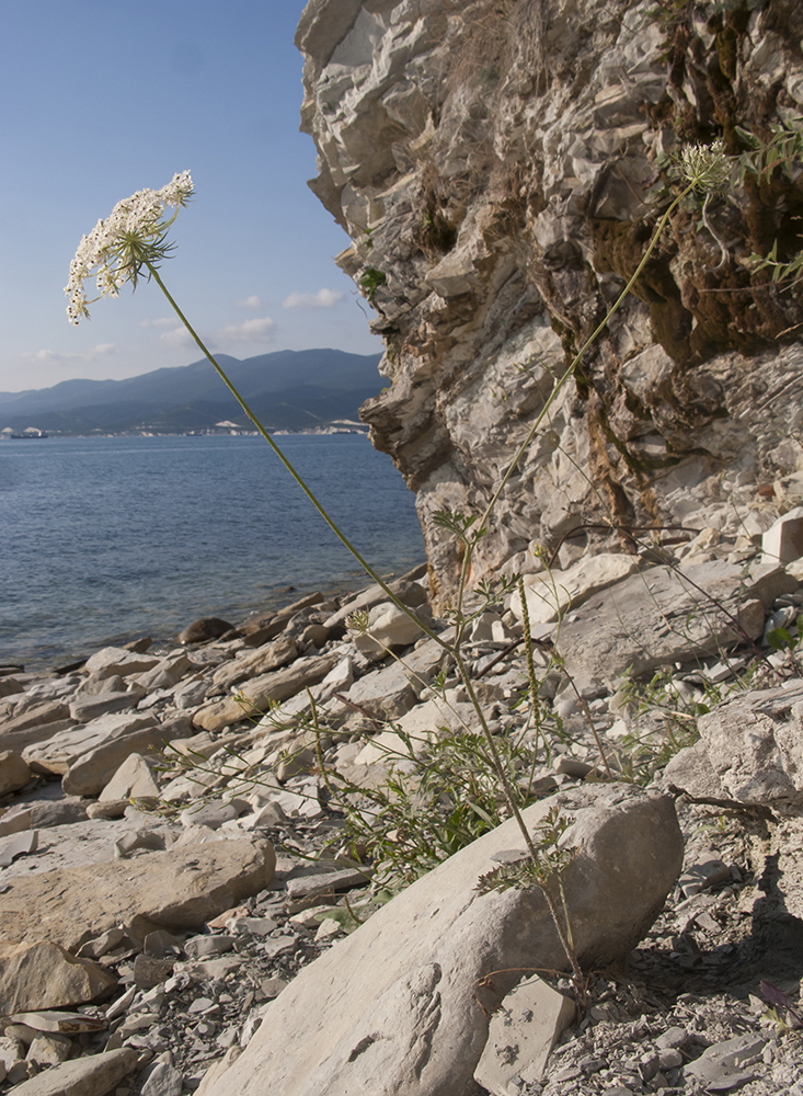 Image of Daucus carota specimen.