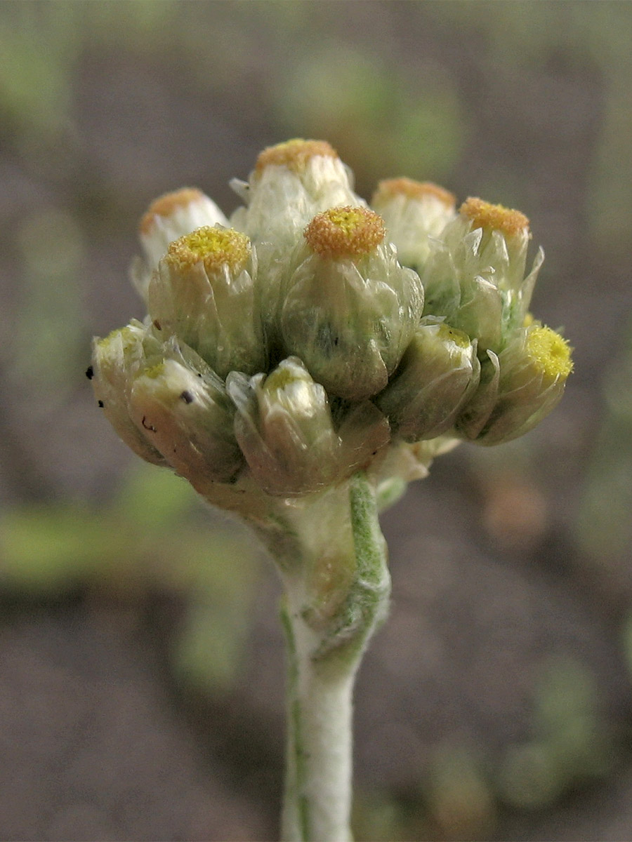 Image of Laphangium luteoalbum specimen.