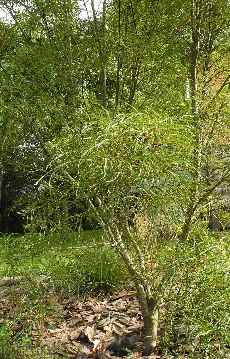 Image of Frangula alnus specimen.