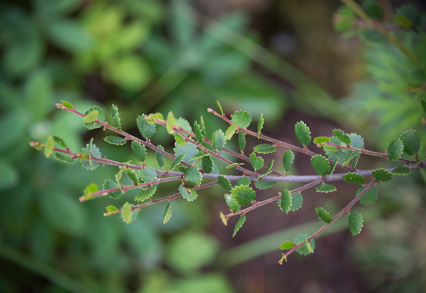 Image of Betula nana specimen.