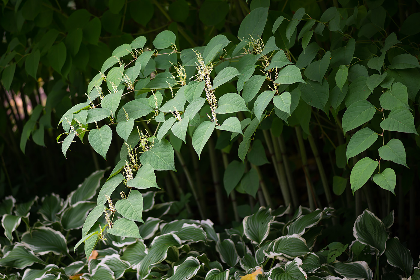 Изображение особи Reynoutria japonica.