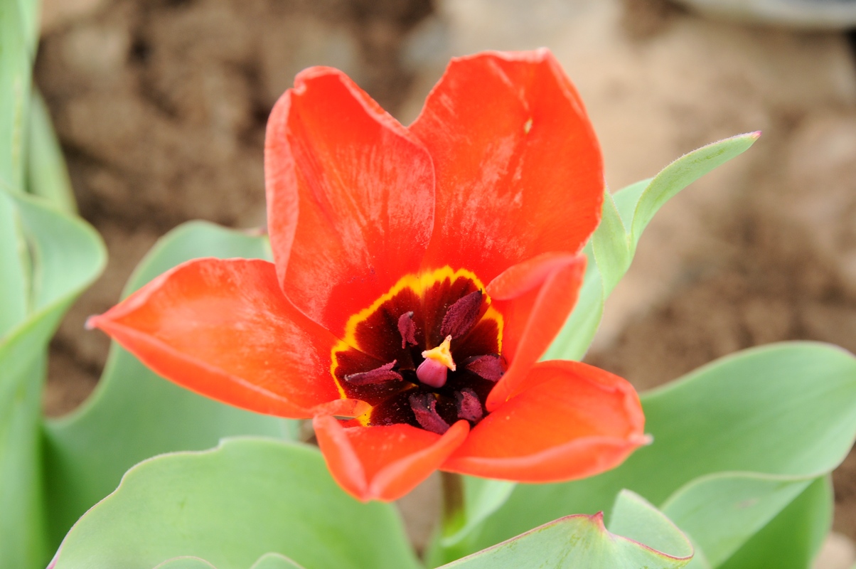 Изображение особи Tulipa ivasczenkoae.