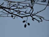 Alnus glutinosa. Ветвь с прошлогодними женскими соплодиями. Московская обл., Раменский р-н, пос. Ильинский, на сырой улице у мелиоративной канавы. 28.04.2019.