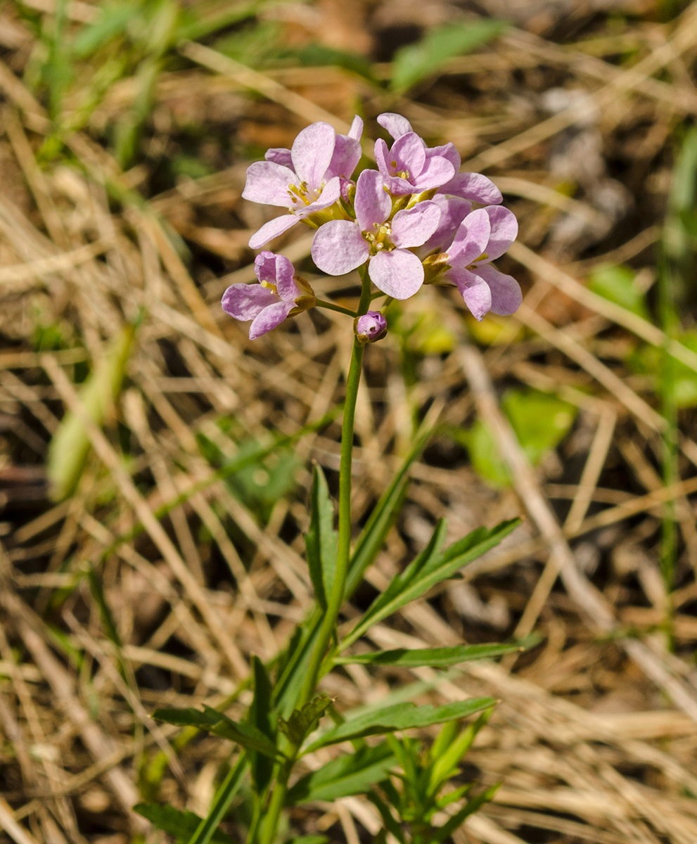Image of Cardamine trifida specimen.