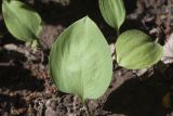 Erythronium krylovii