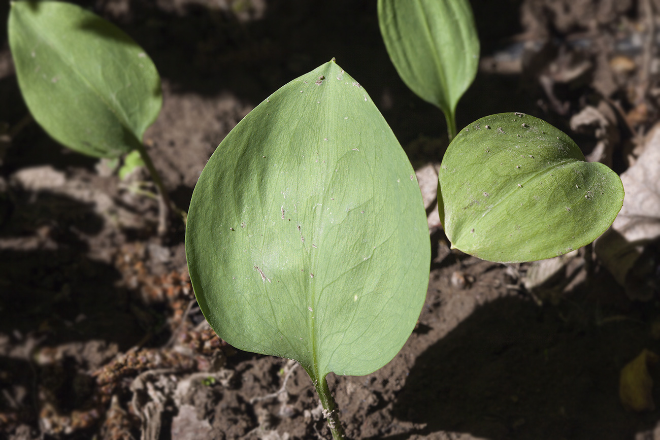 Изображение особи Erythronium krylovii.