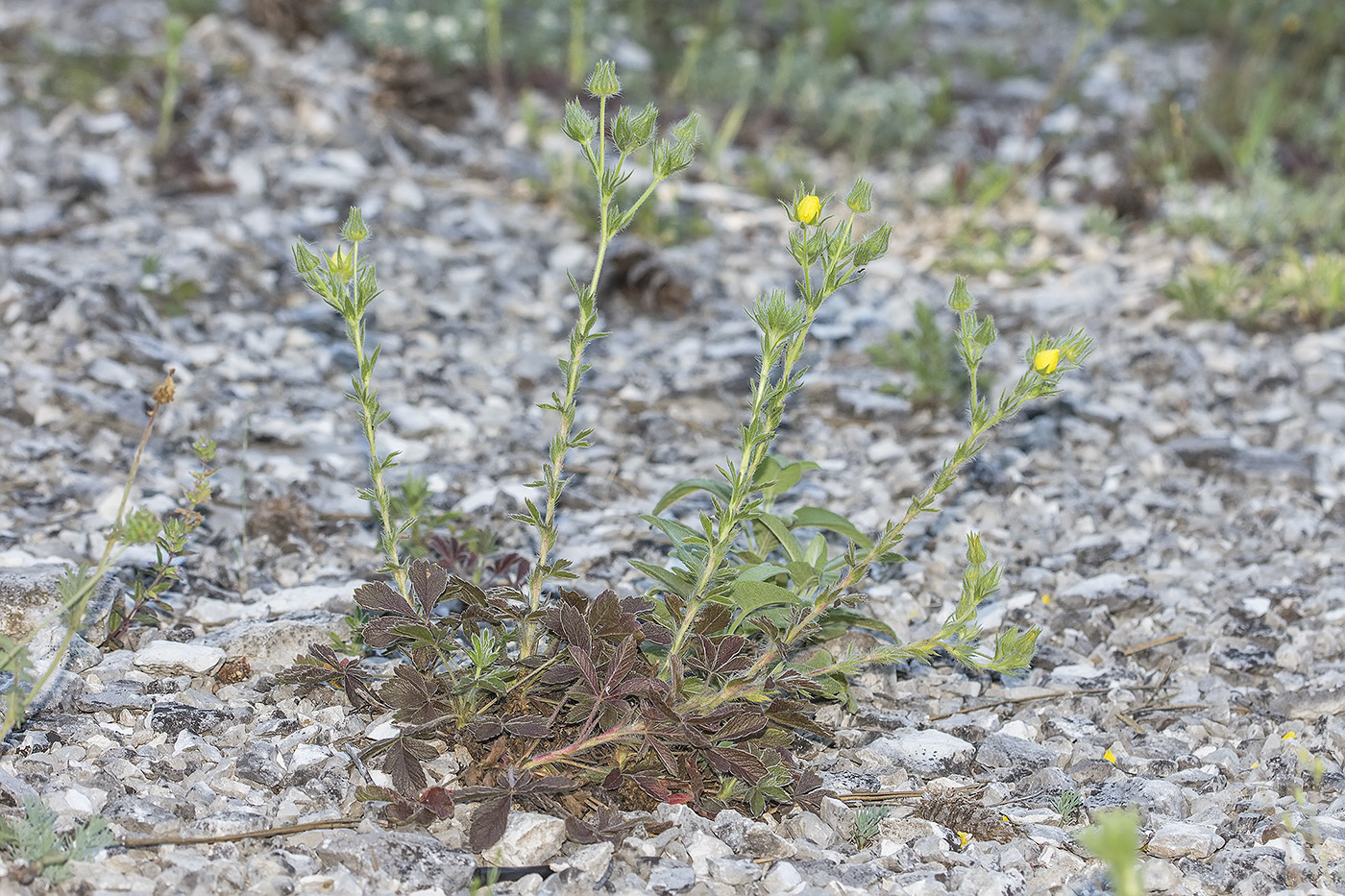 Изображение особи род Potentilla.