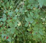 Lonicera tatarica