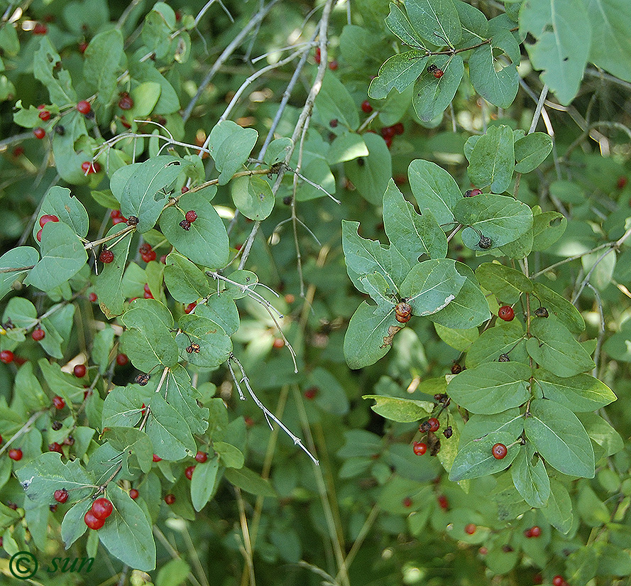 Изображение особи Lonicera tatarica.