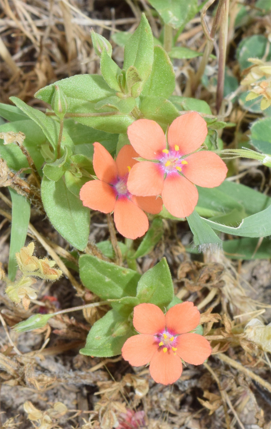 Image of Anagallis arvensis specimen.