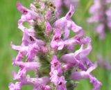 Betonica officinalis