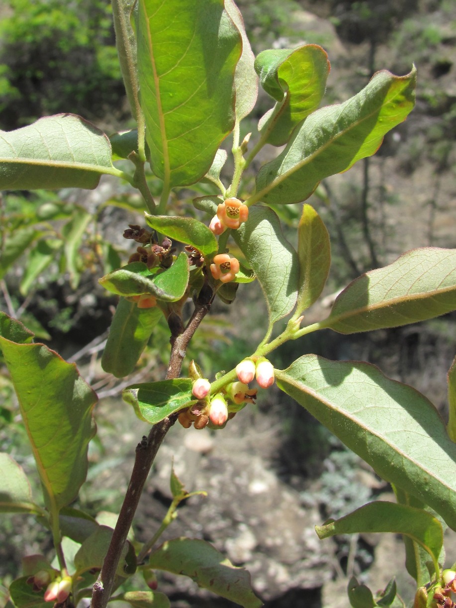 Image of Diospyros lotus specimen.