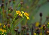 Senecio jacobaea. Соцветие. Владимирская обл., Суздальский р-н, окр. с. Кидекша, луг на опушке сосняка. 18.08.2019.