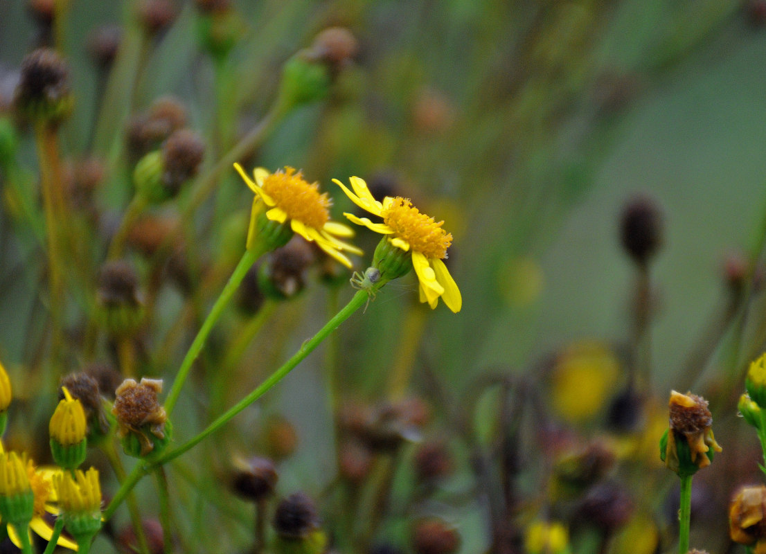 Изображение особи Senecio jacobaea.