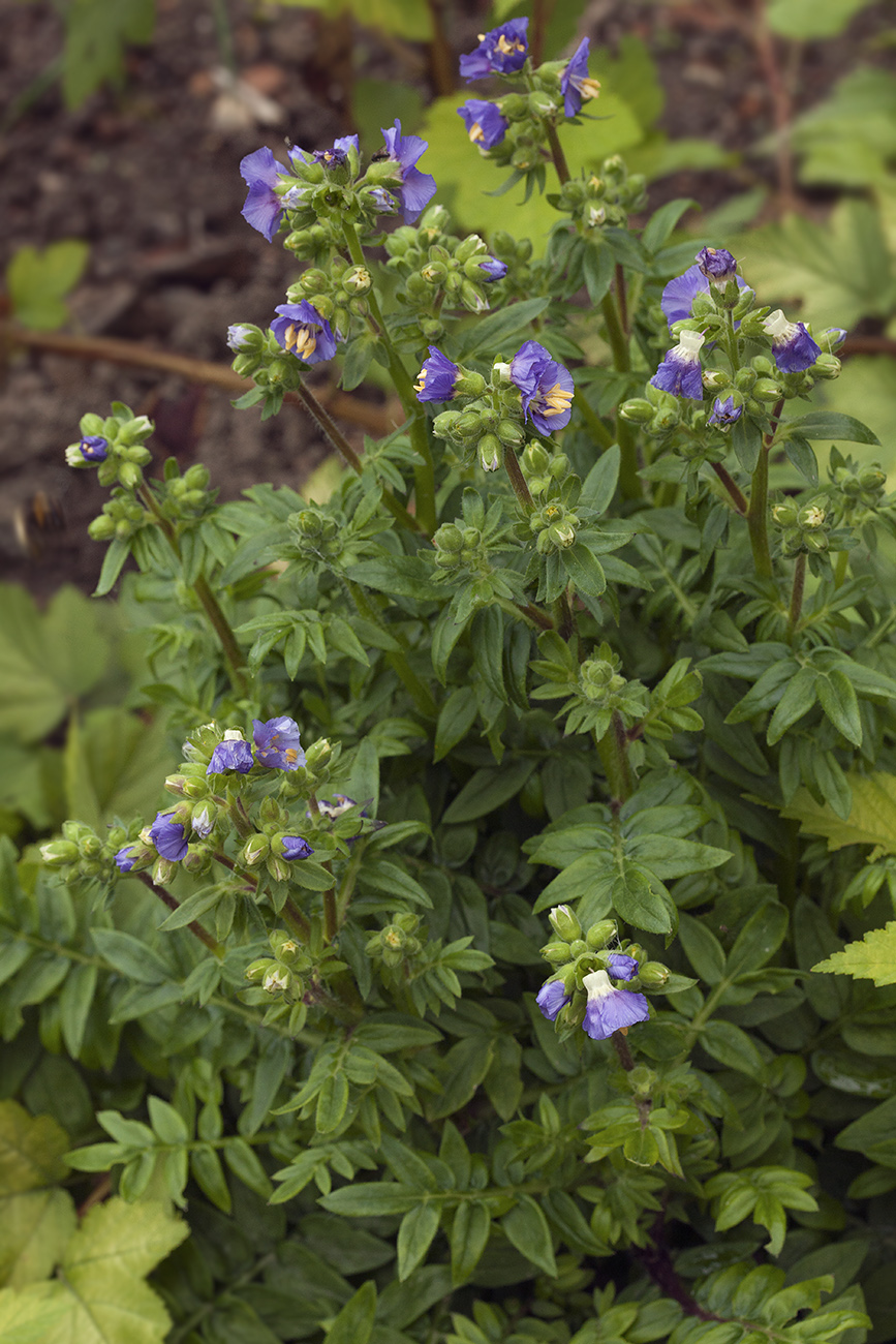 Image of genus Polemonium specimen.