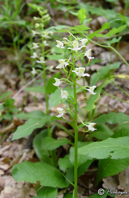 Изображение особи Platanthera chlorantha.