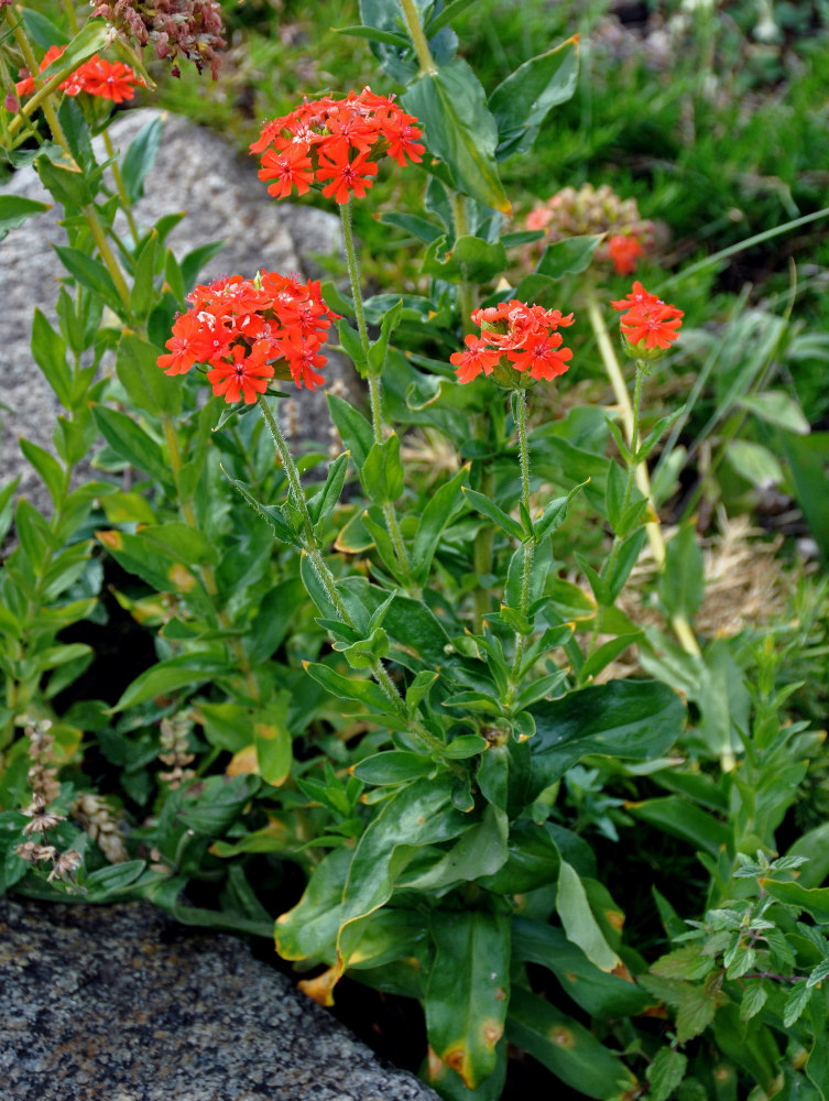 Изображение особи Lychnis chalcedonica.