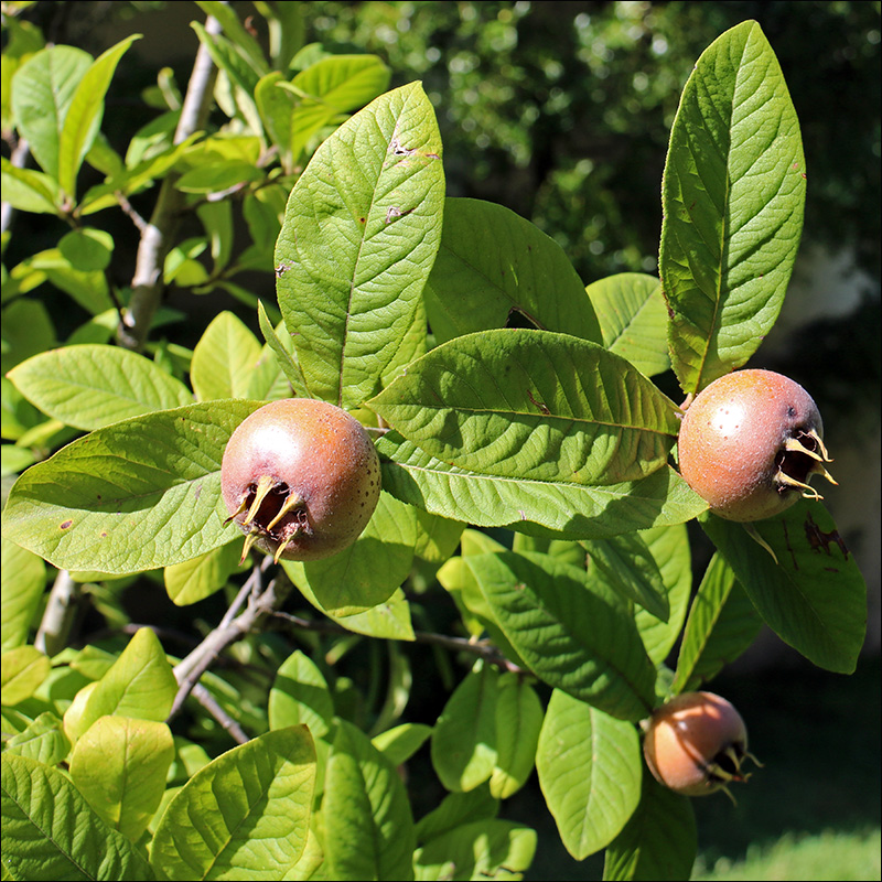 Image of Mespilus germanica specimen.