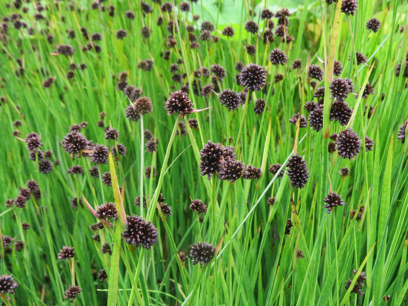 Изображение особи Juncus ensifolius.