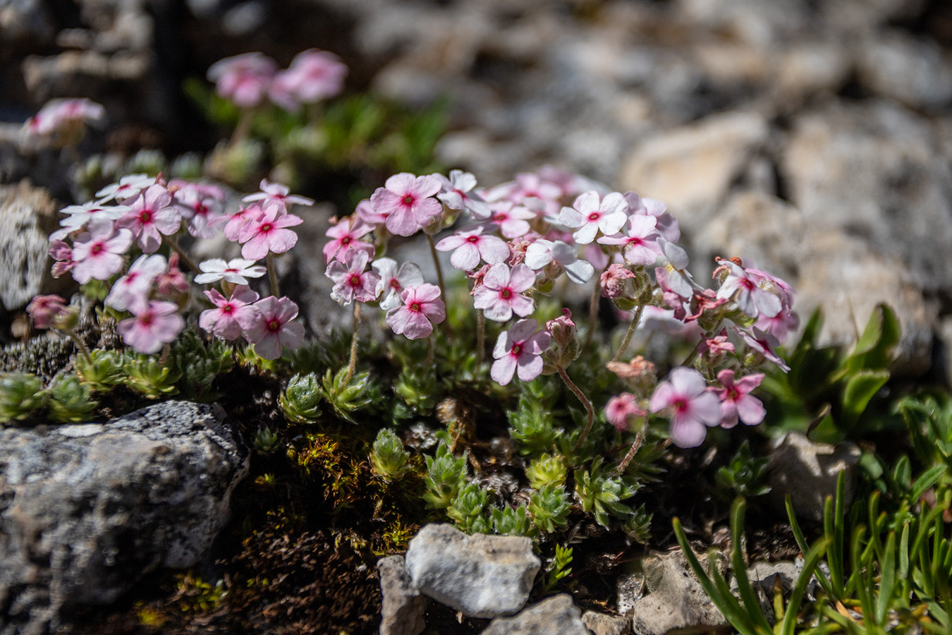 Image of Androsace barbulata specimen.