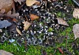 Peltigera rufescens. Талломы с апотециями на почве. Ленинградская обл., Выборг, парк Монрепо, смешанный лес. 02.11.2019.