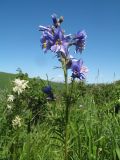 Polemonium caeruleum. Верхушка цветущего растения. Казахстан, Западный Алтай, горы Таловка (Собачьи Горы) у пер. Седло в окр. с. Солдатово, ≈ 1500 м н.у.м., лугово-кустарниковое сообщество. 28 июня 2019 г.