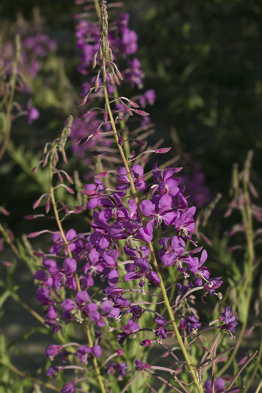 Image of Chamaenerion angustifolium specimen.