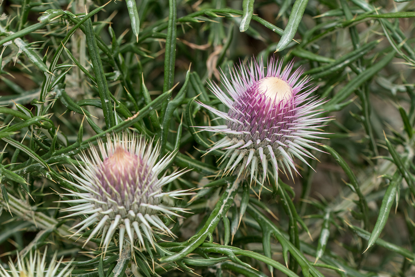 Изображение особи Lamyra echinocephala.