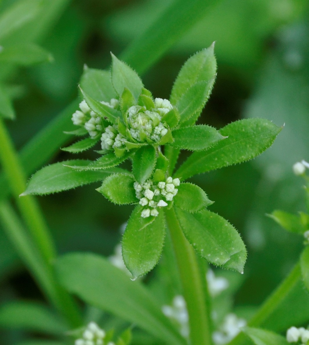 Изображение особи Galium pisiferum.